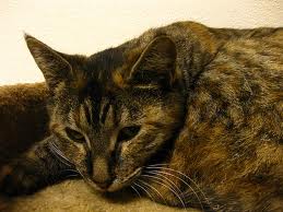 Can Not Eating Cause Kidney Failure In Cats Can Not Eating Cause Kidney Failure In Cats