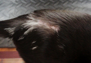 cat-hair-loss