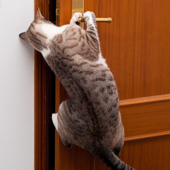 Cat Proofing your Home