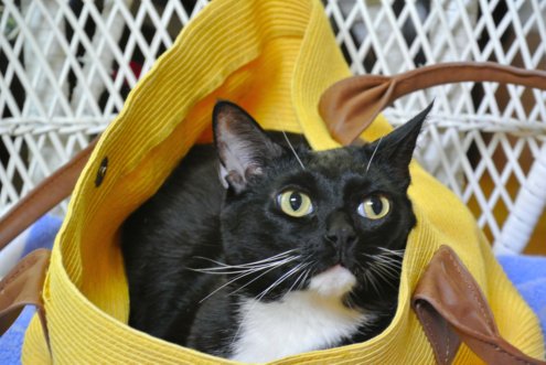 Pita Cat in the bag
