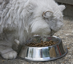 senior-cat-food