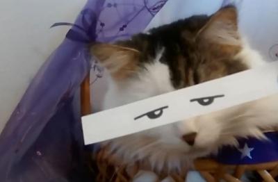 Cute Cat with Anime Eeys and Cartoon Eyes