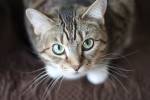 The best cat breeds for apartment living