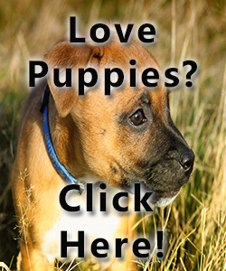 Love puppies? All about dogs and puppies
