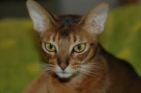 Abyssinian cat