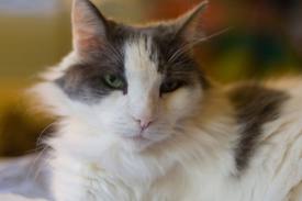 Cat Behavior Management Cat Behavior Management