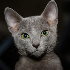 Russian Blue Cat