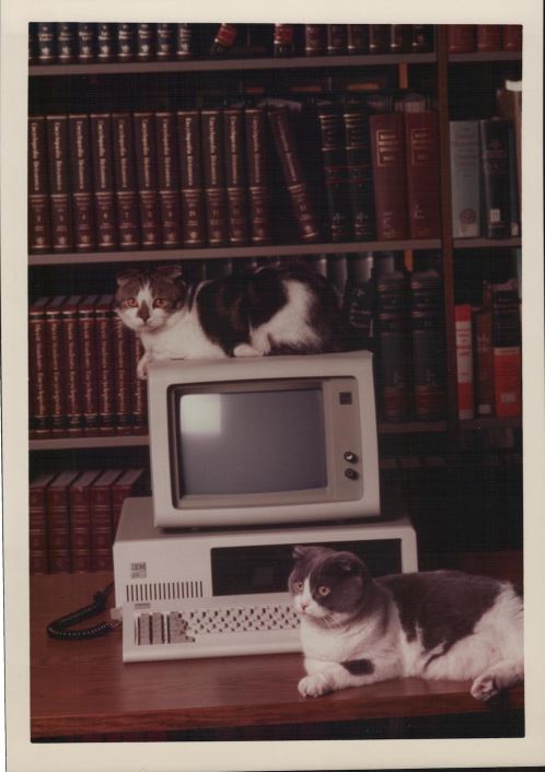 Baker & Taylor Library Cats