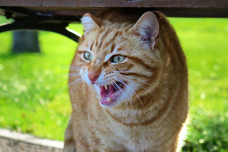Cat health and fear lead to aggression