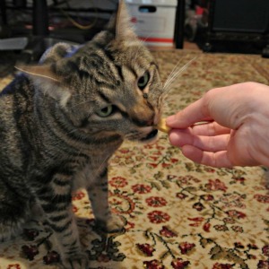 Homemade cat treats