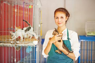 Cat Boarding Kennels Melbourne 