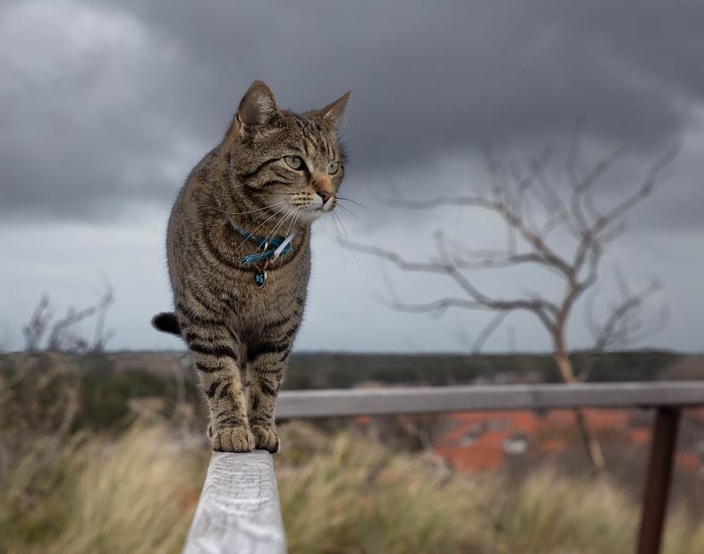 Outdoors cat