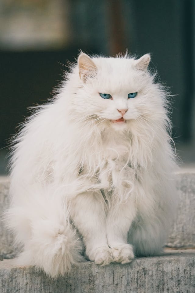 Persian cat