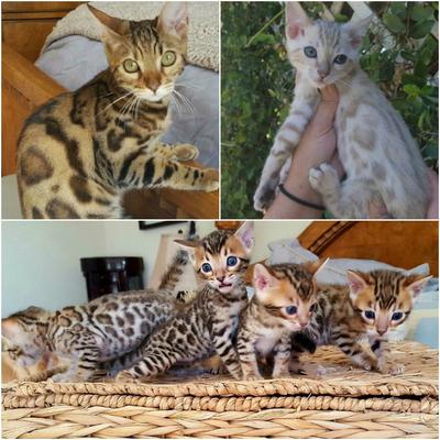 Our Beautiful Bengals