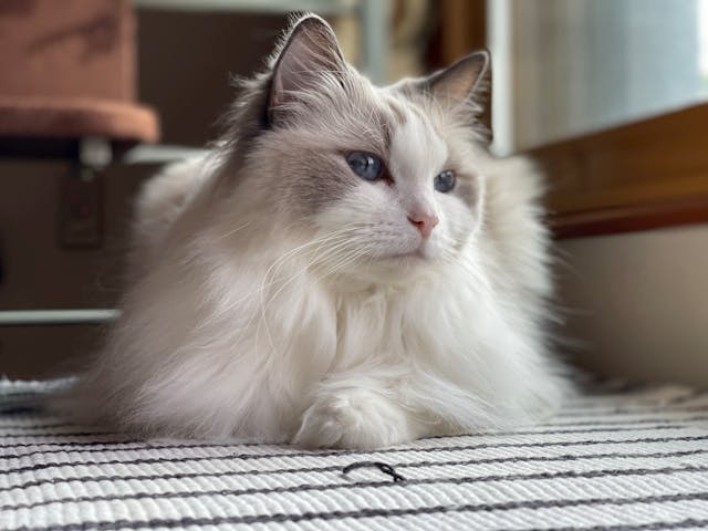 Ragdoll cat breed