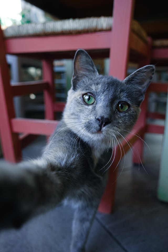 Russian Blue Cat