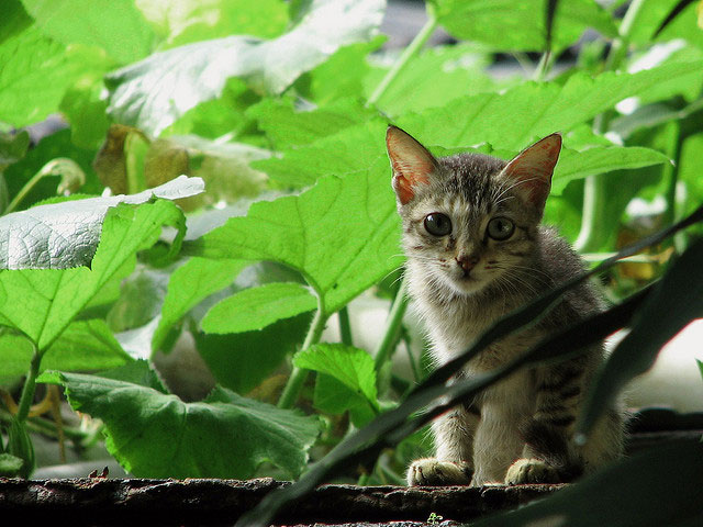 Scared kitten outside