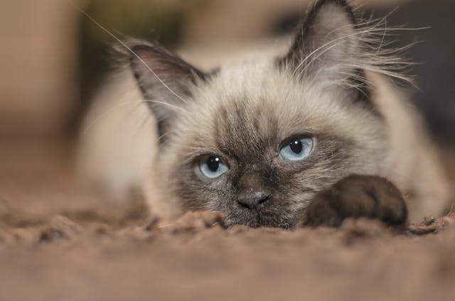 Siamese