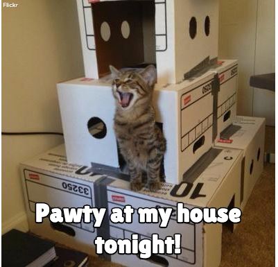 Cat pawty