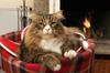 cat resort