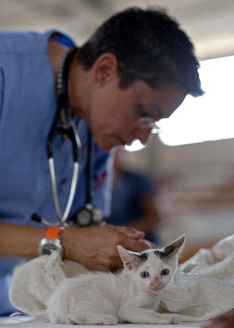 24/7 veterinarian in Panama City Beach FL