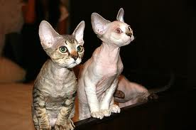 Hairless cat breeds