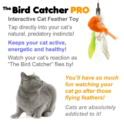 Interactive cat feather toy