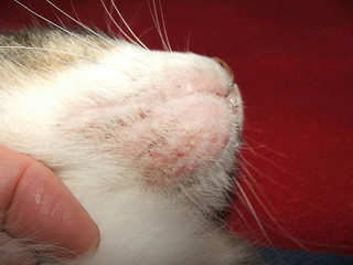 feline-acne