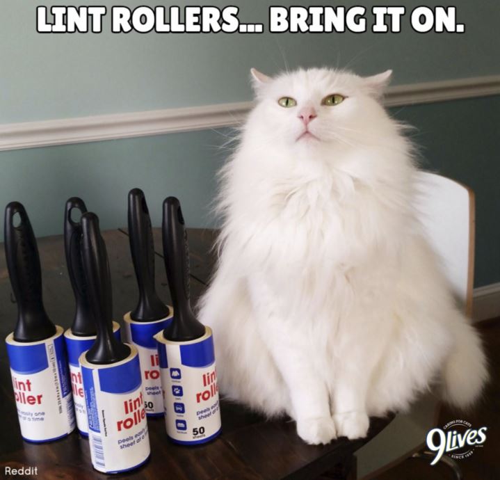 Cat lint rollers
