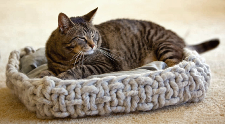 knitted cat bed
