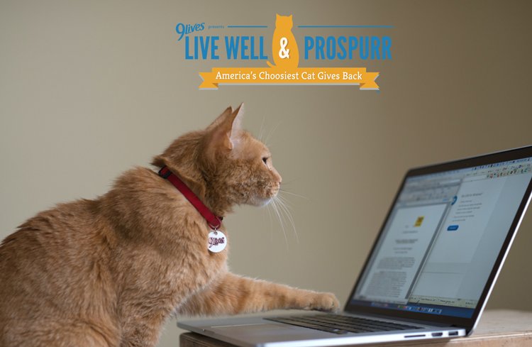 Morris the cat live well tips