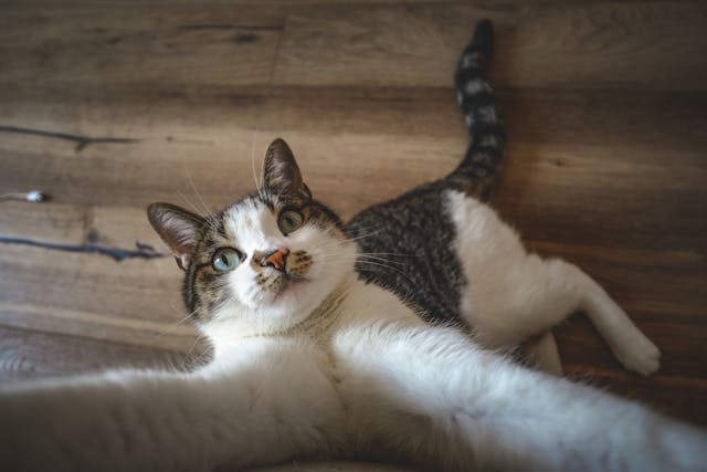 cat-playing cat-playing