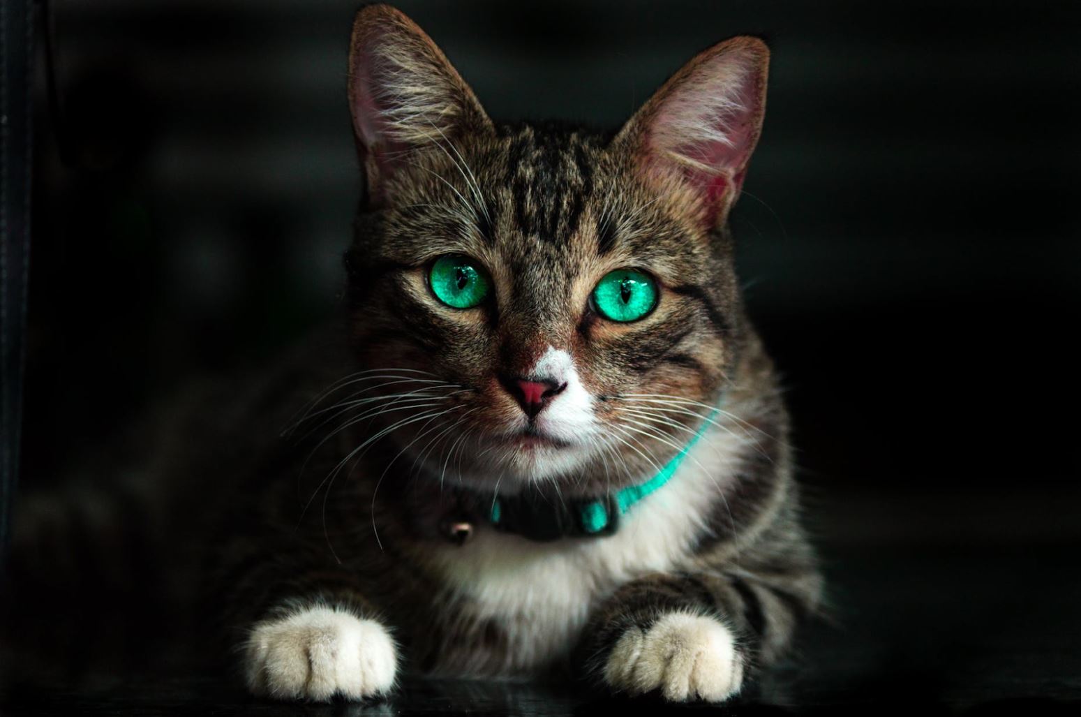Raising housecats